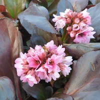 Bergenia  'Pink Dragonfly'
